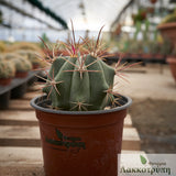 Ferocactus emoryi