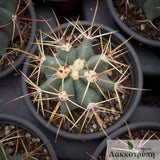 Ferocactus emoryi