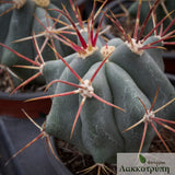 Ferocactus emoryi