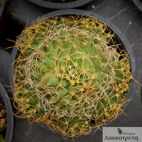 Mammillaria camptotricha