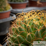 Mammillaria camptotricha