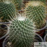 Mammillaria spinosissima un pico