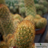 Mammillaria elongata cv. Kopper King