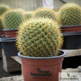 Mammillaria rhodantha