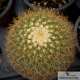 Mammillaria rhodantha