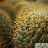 Mammillaria rhodantha