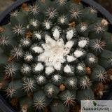 Mammillaria heyderi brevispina