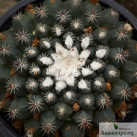 Mammillaria heyderi brevispina