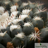 Mammillaria heyderi brevispina