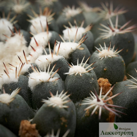 Mammillaria heyderi brevispina