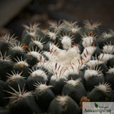 Mammillaria heyderi brevispina