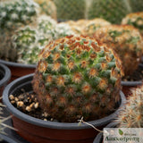 Mammillaria carmenae "rubrispina" 