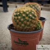 Mammillaria carmenae "rubrispina" 