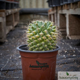 Mammillaria compressa variegata
