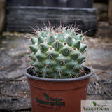 Mammillaria compressa