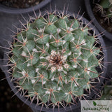 Mammillaria compressa