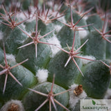 Mammillaria compressa