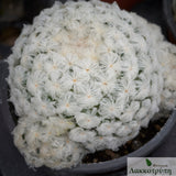 Mammillaria plumosa