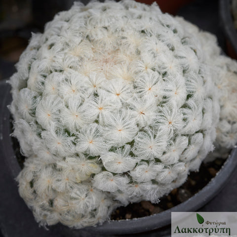 Mammillaria plumosa