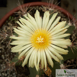 Astrophytum ornatum