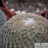 Mammillaria huitzilopochtli