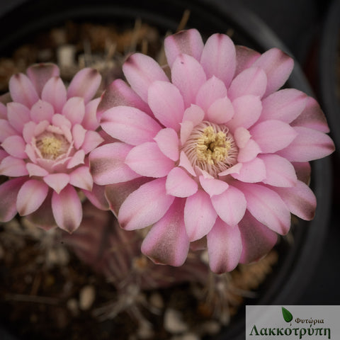 Gymnocalycium mihanovichii