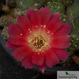 Echinopsis backebergii