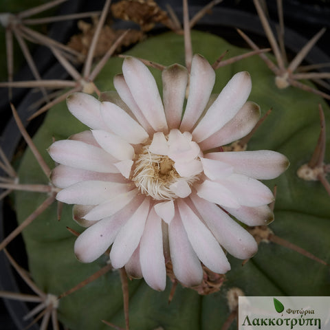Gymnocalycium monvillei