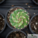 Cereus forbesii spiralis