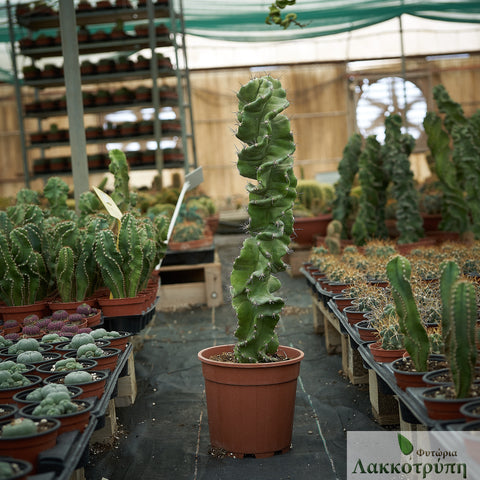 Cereus forbesii spiralis