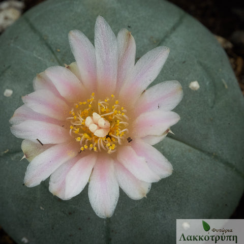 Lophophora williamsii