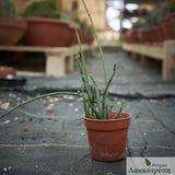 Sarcostemma vanlessenii