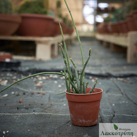 Sarcostemma vanlessenii