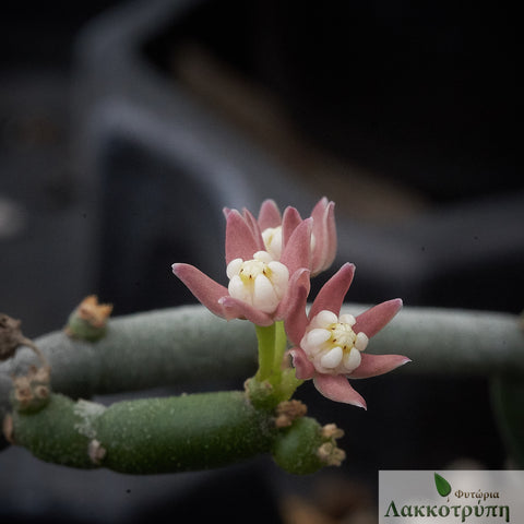 Sarcostemma vanlessenii