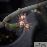 Sarcostemma vanlessenii