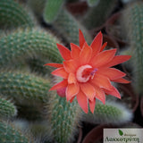 Hildewintera colademononis