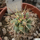 Ancistrocactus uncinatus wrightii