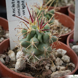 Ancistrocactus uncinatus wrightii