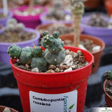 Cumuloopuntia rossiana