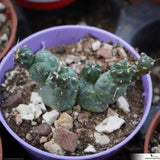 Cumuloopuntia rossiana