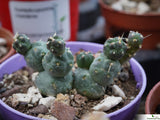 Cumuloopuntia rossiana
