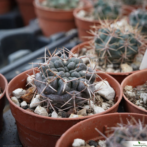 Gymnocalycium neuhuberi