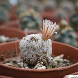 Mammillaria lasiacantha