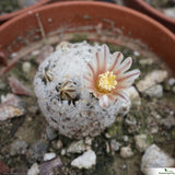 Mammillaria lasiacantha