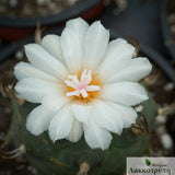 Turbinicarpus krainzianus