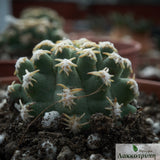 Pygmaeocereus bieblii