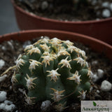 Pygmaeocereus bieblii