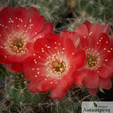 Lobivia hertrichiana