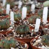Gymnocalycium armatum