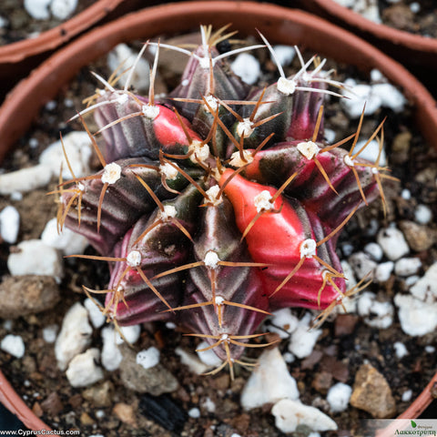 Gymnocalycium mihanovichii variegata